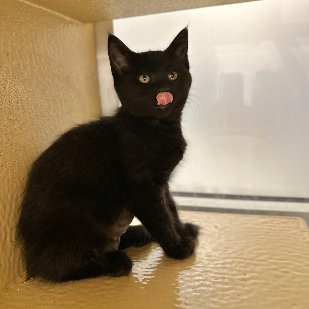Sharktooth, Adoptable, Kitten Female Domestic Short Hair.