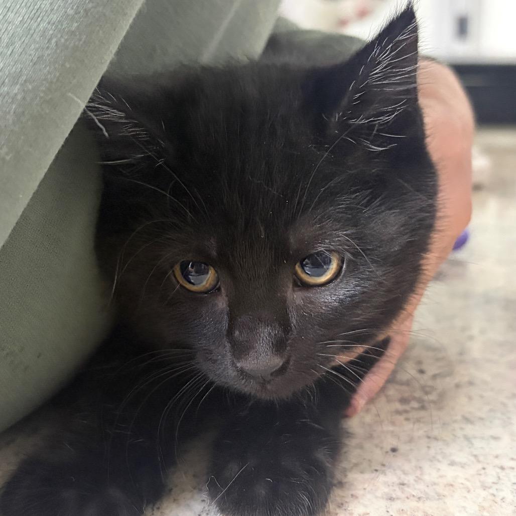 Enlarge Sharktooth, a Adoptable Domestic Short Hair in Spokane, WA image 2/4