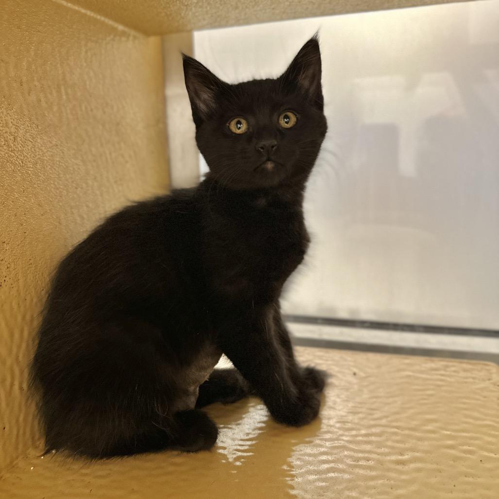 Enlarge Sharktooth, a Adoptable Domestic Short Hair in Spokane, WA image 3/4