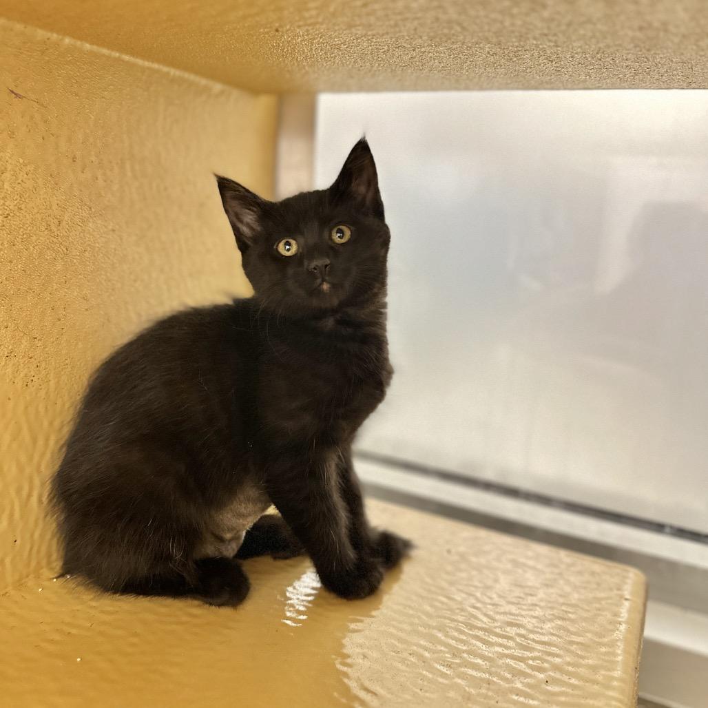Enlarge Sharktooth, a Adoptable Domestic Short Hair in Spokane, WA image 4/4