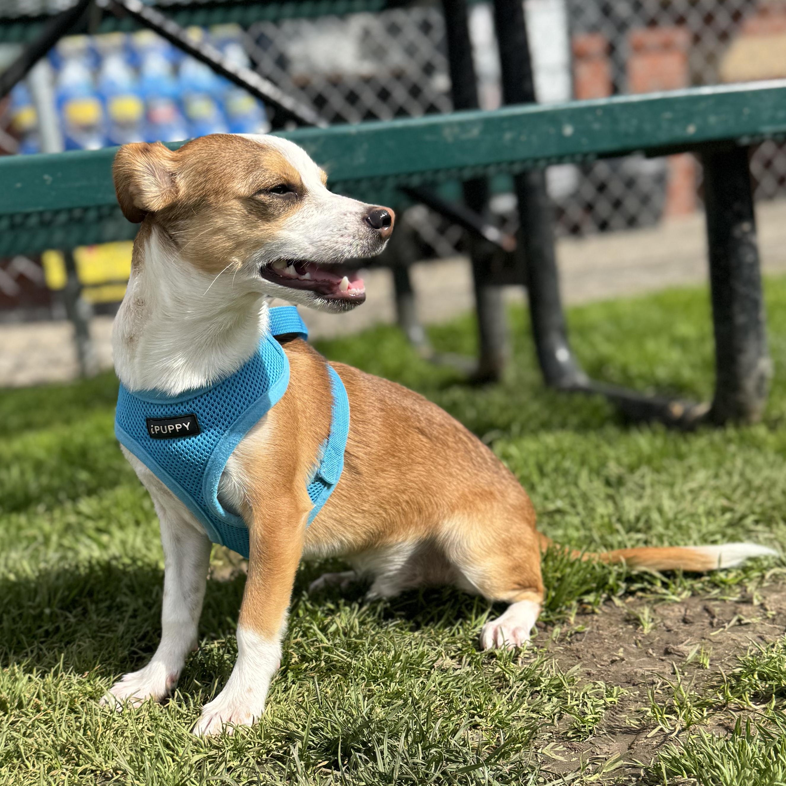 Mr. Handsome DJ, a Adoptable mixed breed in Vancouver, BC image 5/6
