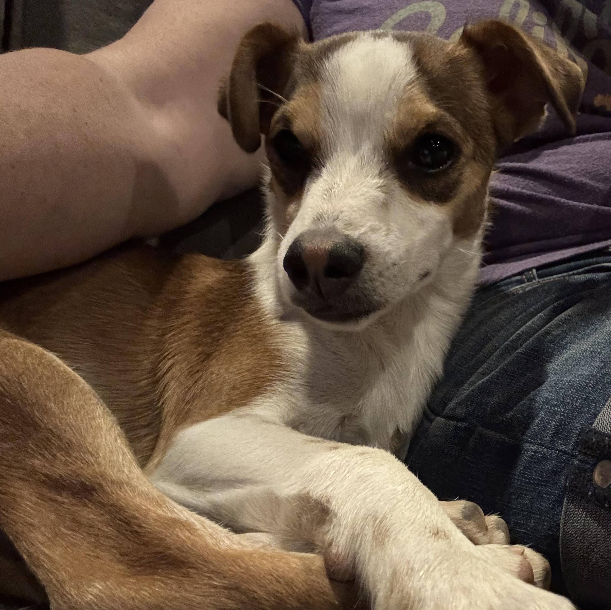 Mr. Handsome DJ, a Adoptable mixed breed in Vancouver, BC image 4/6