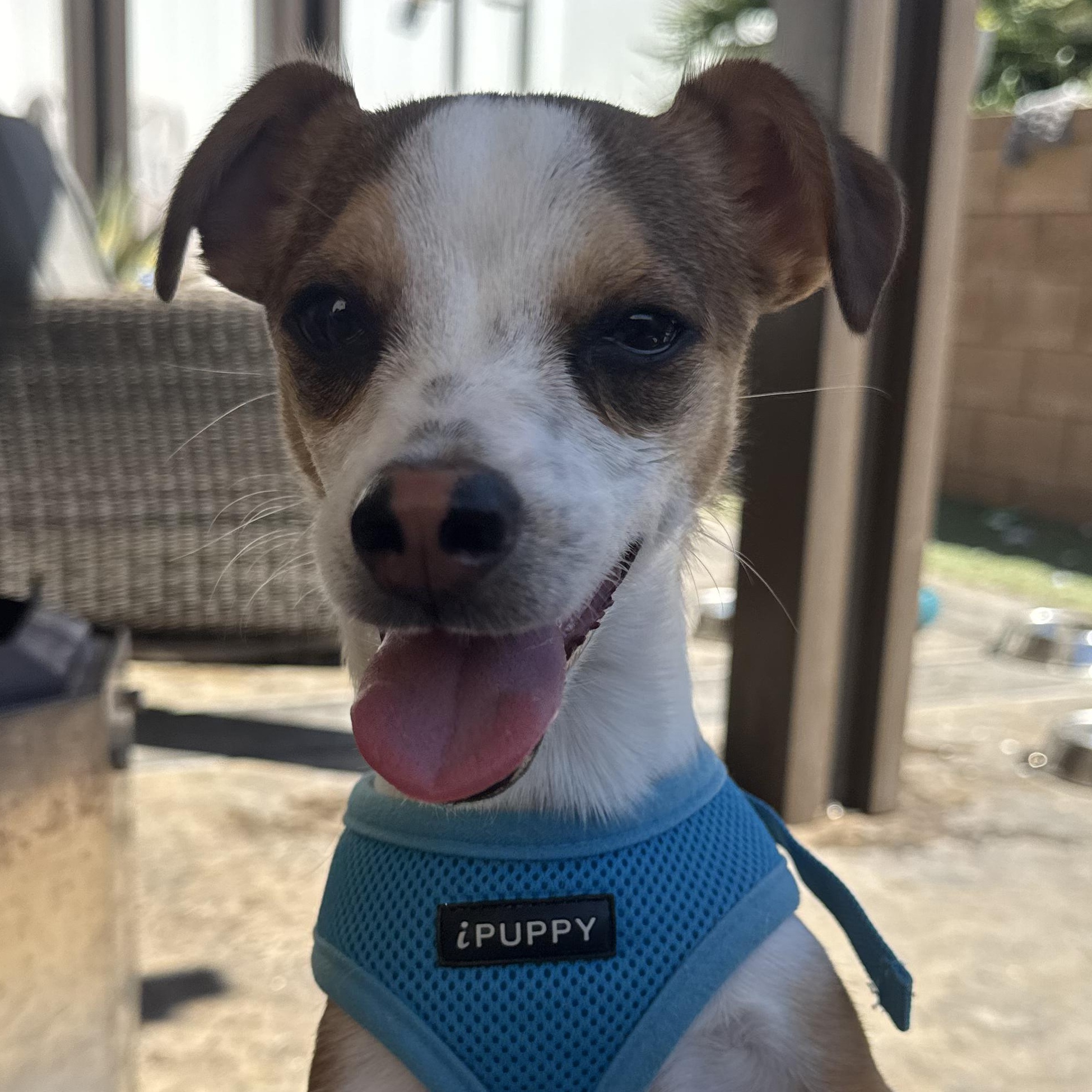 Mr. Handsome DJ, Adoptable, Puppy Male Chihuahua & Terrier.
