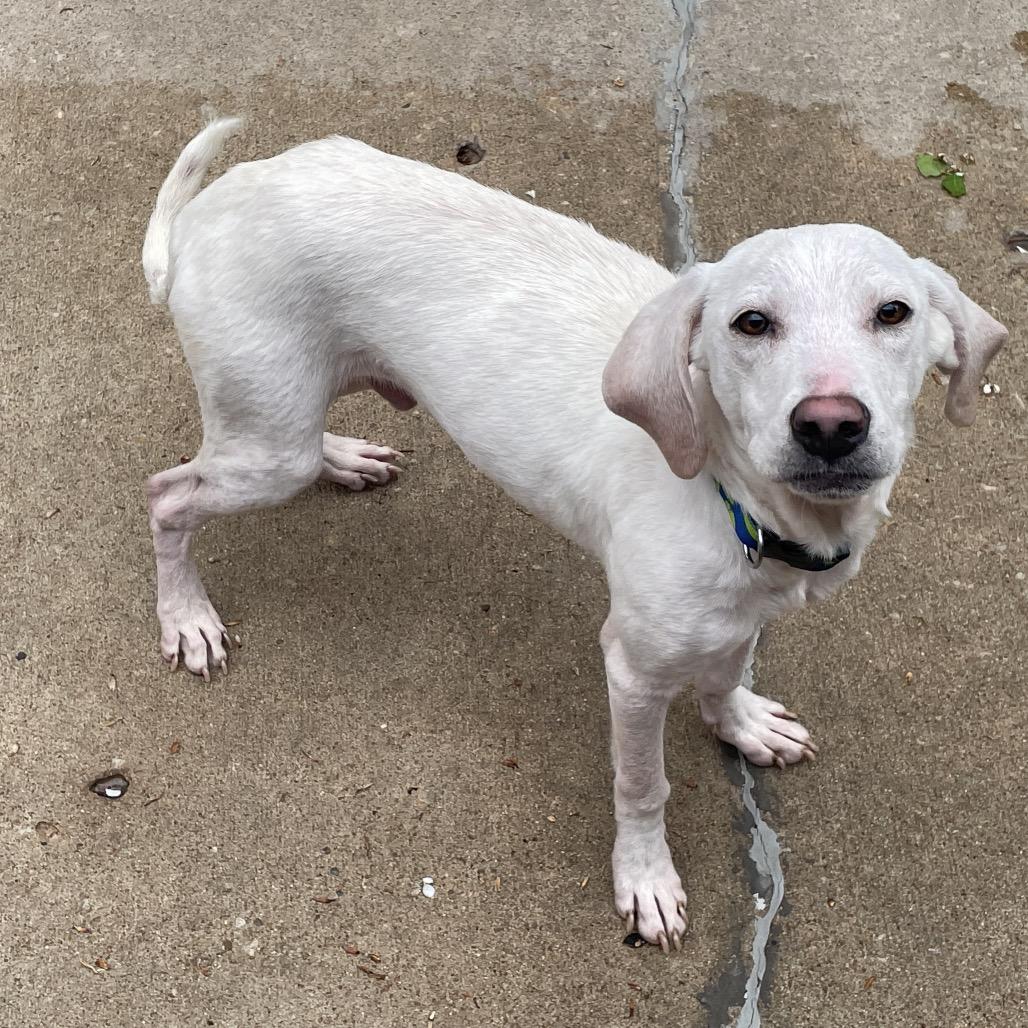 Luke, Adoptable, Young Male Hound & Catahoula Leopard Dog.