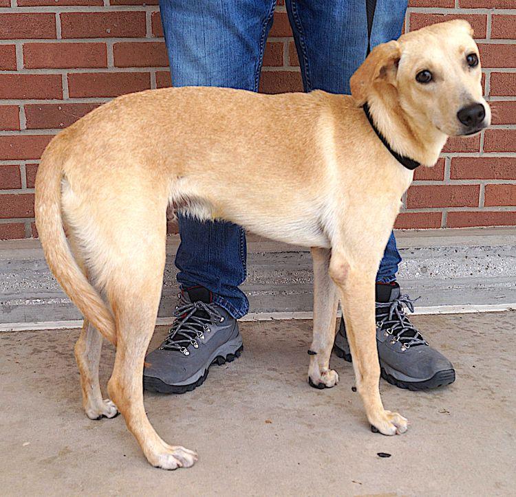Enlarge Buddy, a ADOPTABLE mixed breed in Carrollton, TX image 3/3