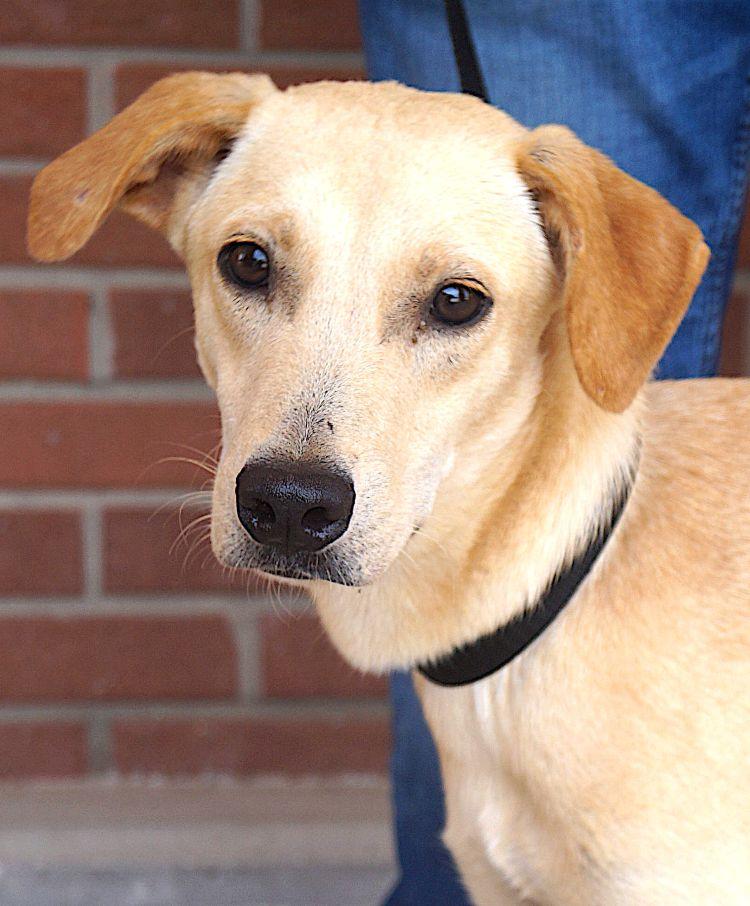 Enlarge Buddy, a ADOPTABLE mixed breed in Carrollton, TX image 1/3
