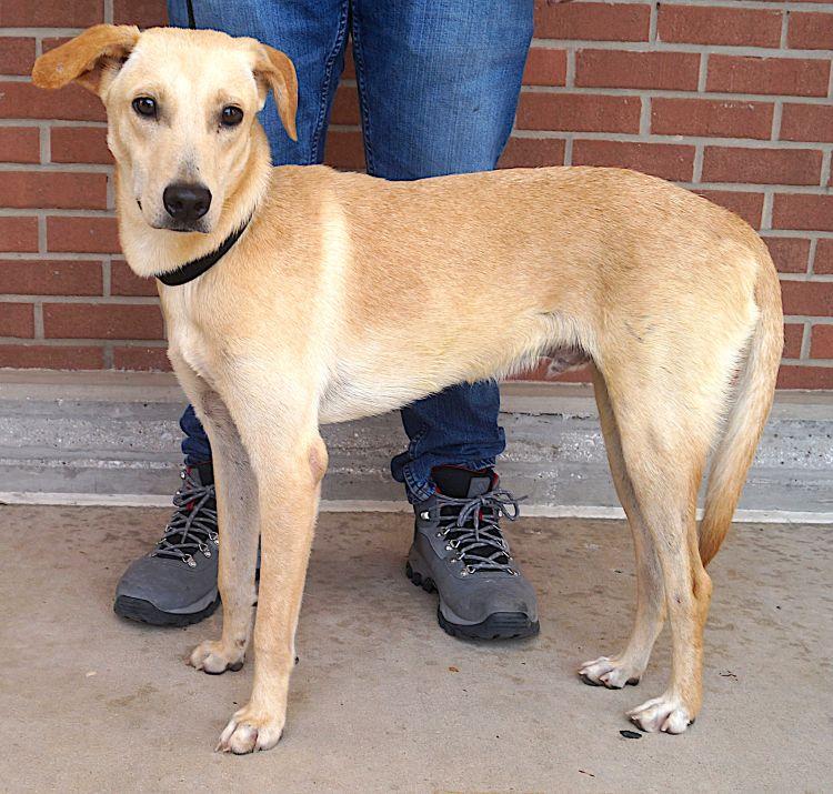 Enlarge Buddy, a ADOPTABLE mixed breed in Carrollton, TX image 2/3