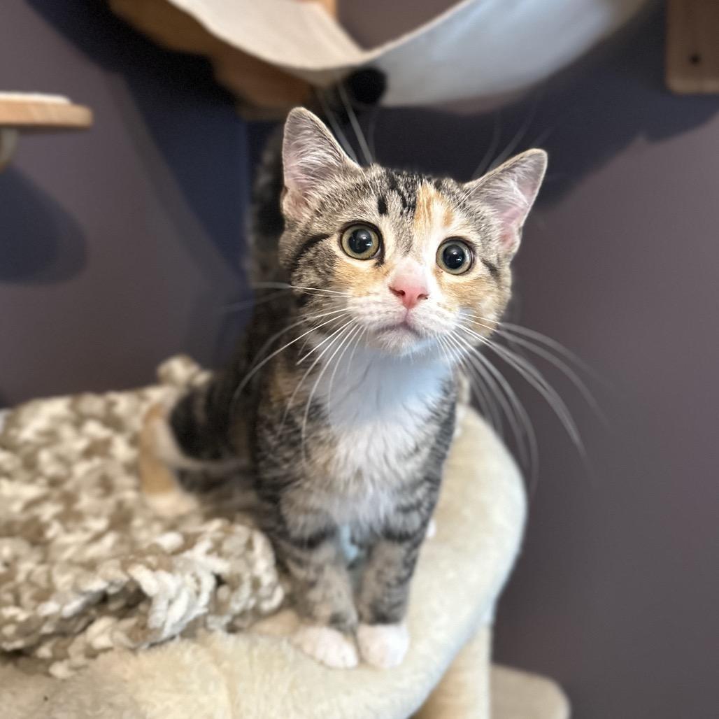 Jocelyn, Adoptable, Kitten Female Domestic Short Hair.