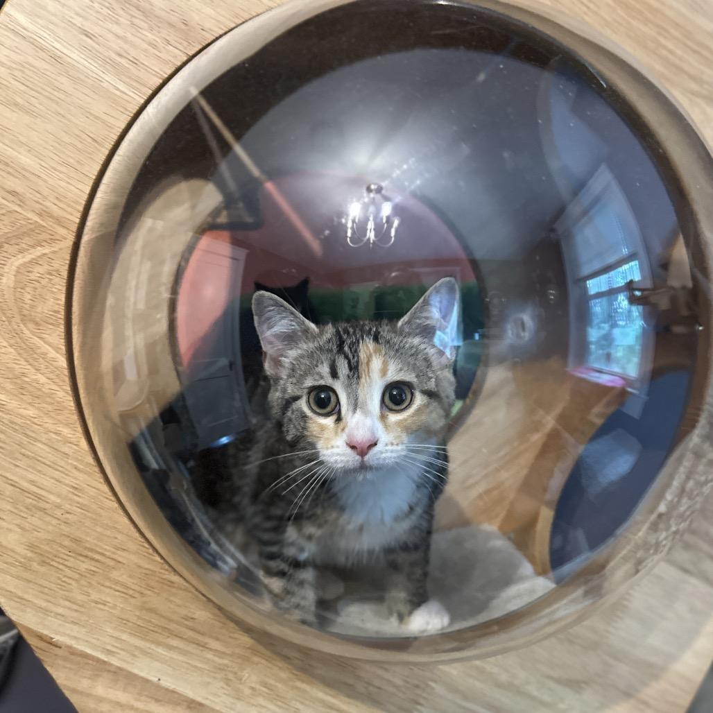 Enlarge Jocelyn, a Adoptable Domestic Short Hair in Ephrata, PA image 2/4
