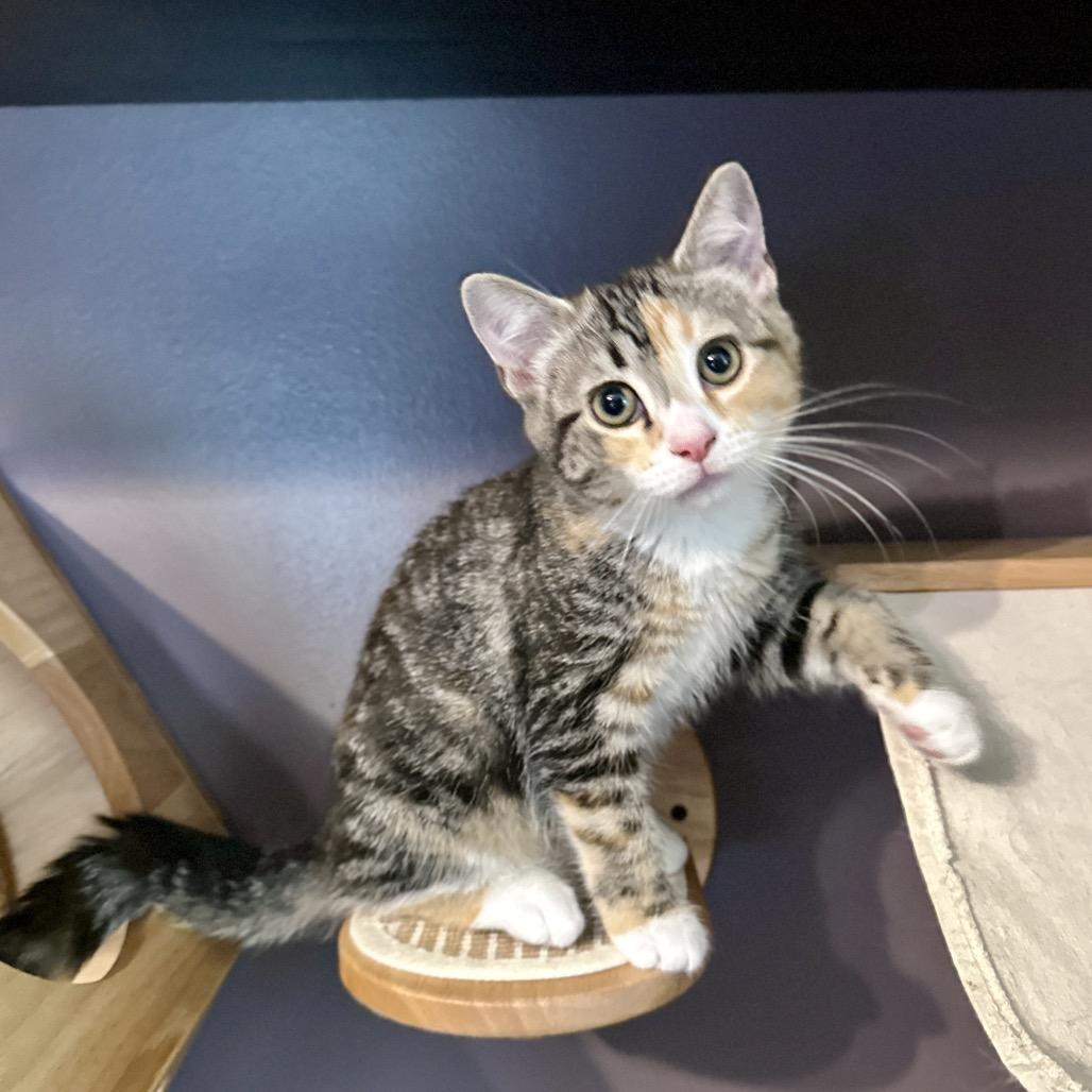 Enlarge Jocelyn, a Adoptable Domestic Short Hair in Ephrata, PA image 3/4