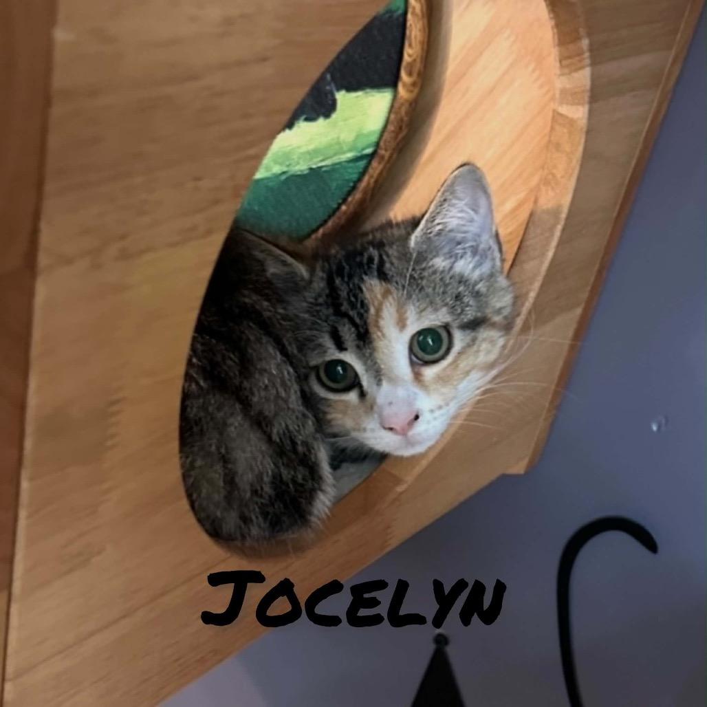 Enlarge Jocelyn, a Adoptable Domestic Short Hair in Ephrata, PA image 4/4