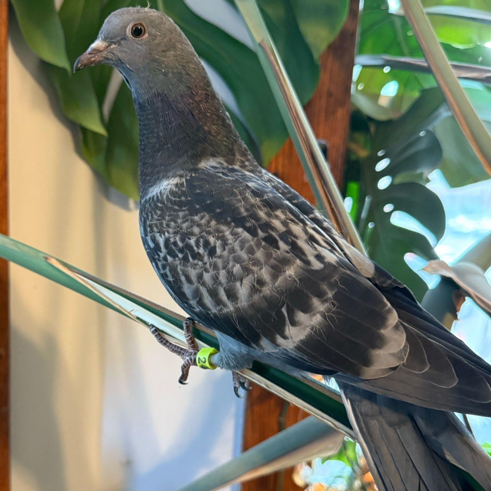 Cobweb, Young Unknown Pigeon