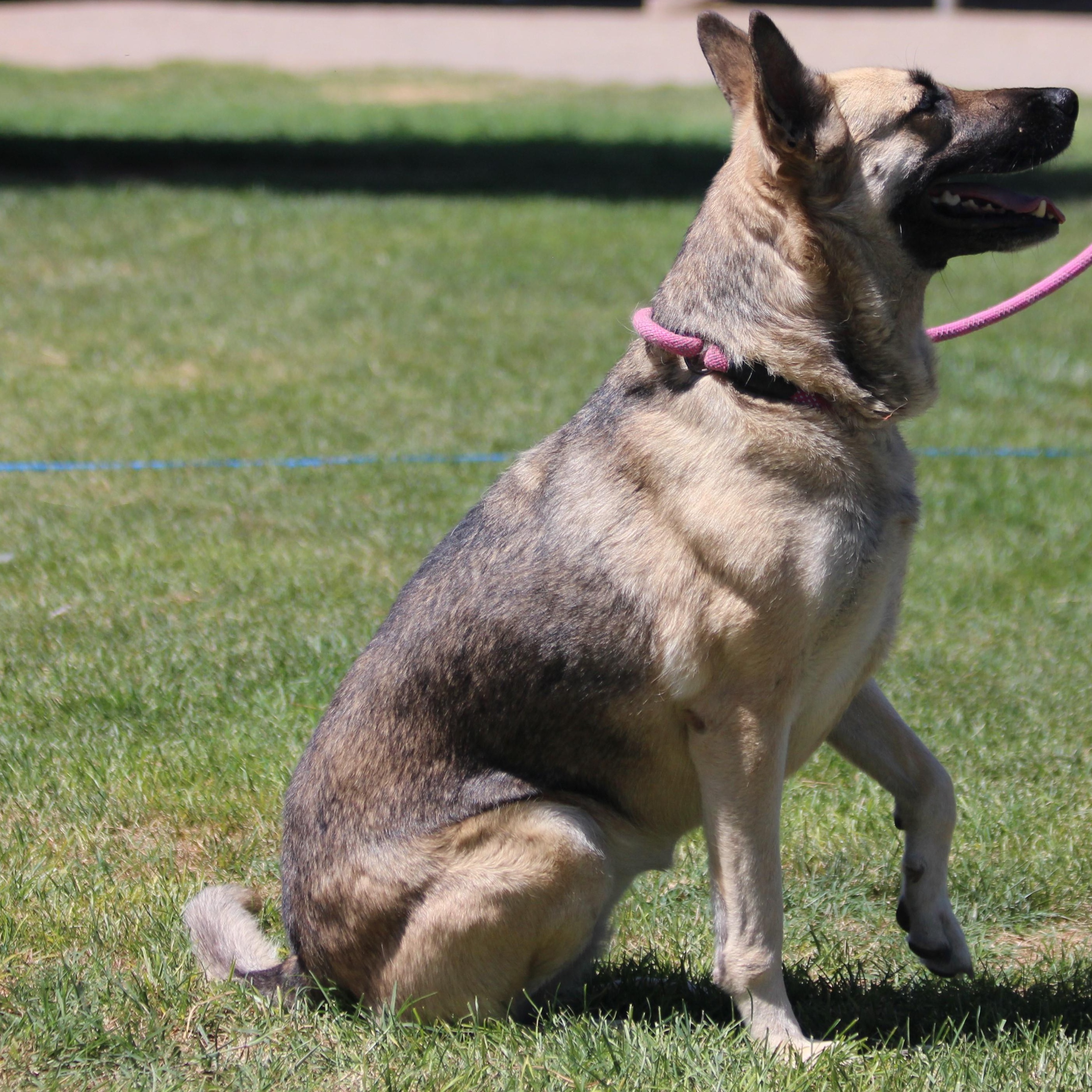 Castiel, an adoptable German Shepherd Dog in Pearce, AZ, 85625 | Photo Image 6