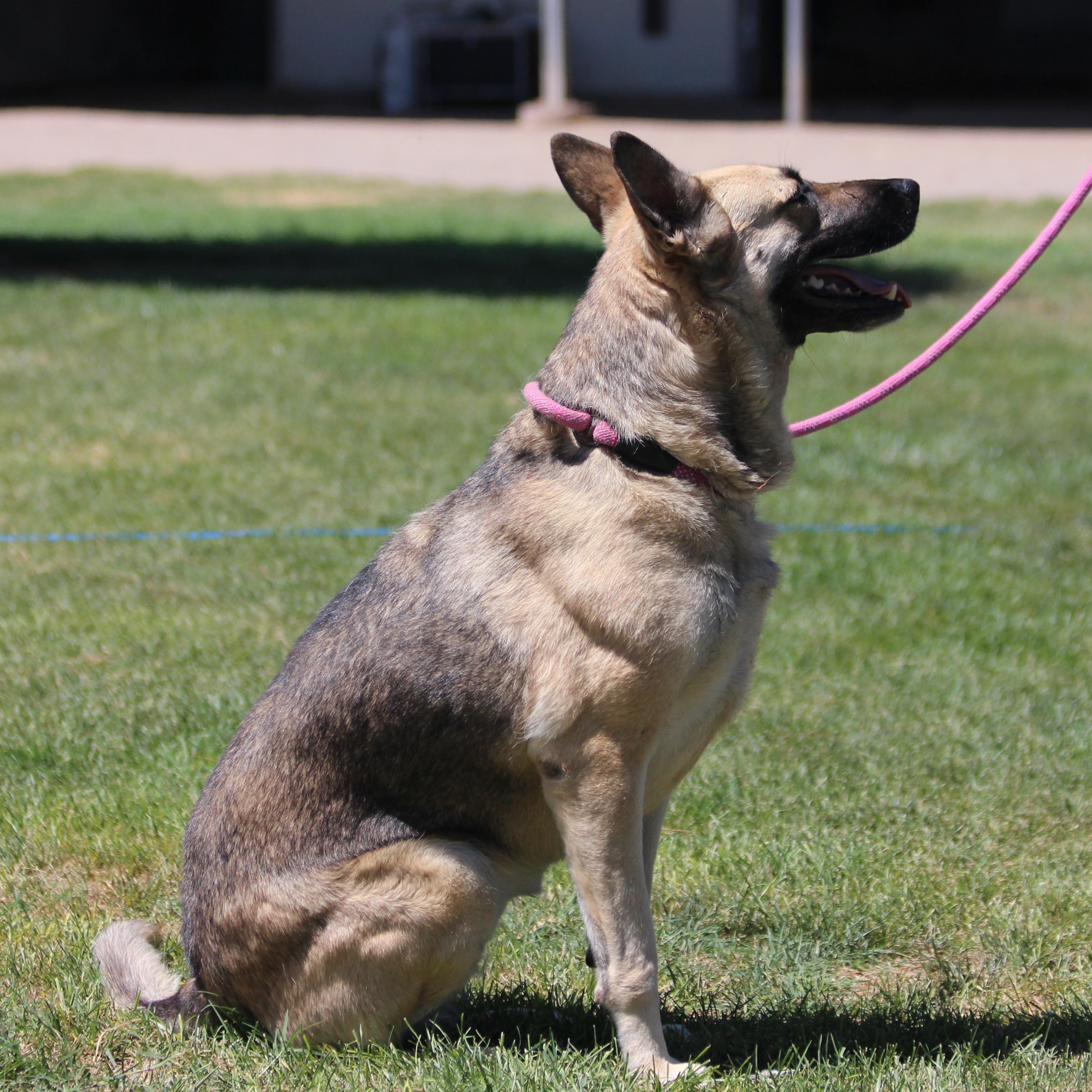 Castiel, an adoptable German Shepherd Dog in Pearce, AZ, 85625 | Photo Image 1