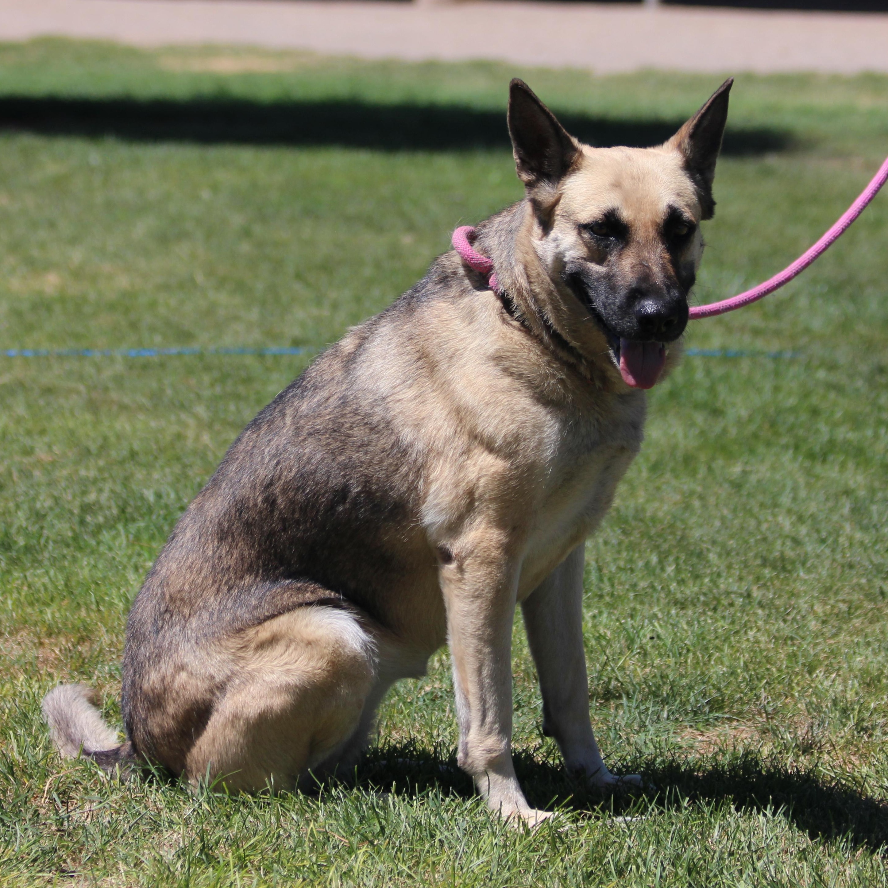 Castiel, an adoptable German Shepherd Dog in Pearce, AZ, 85625 | Photo Image 3