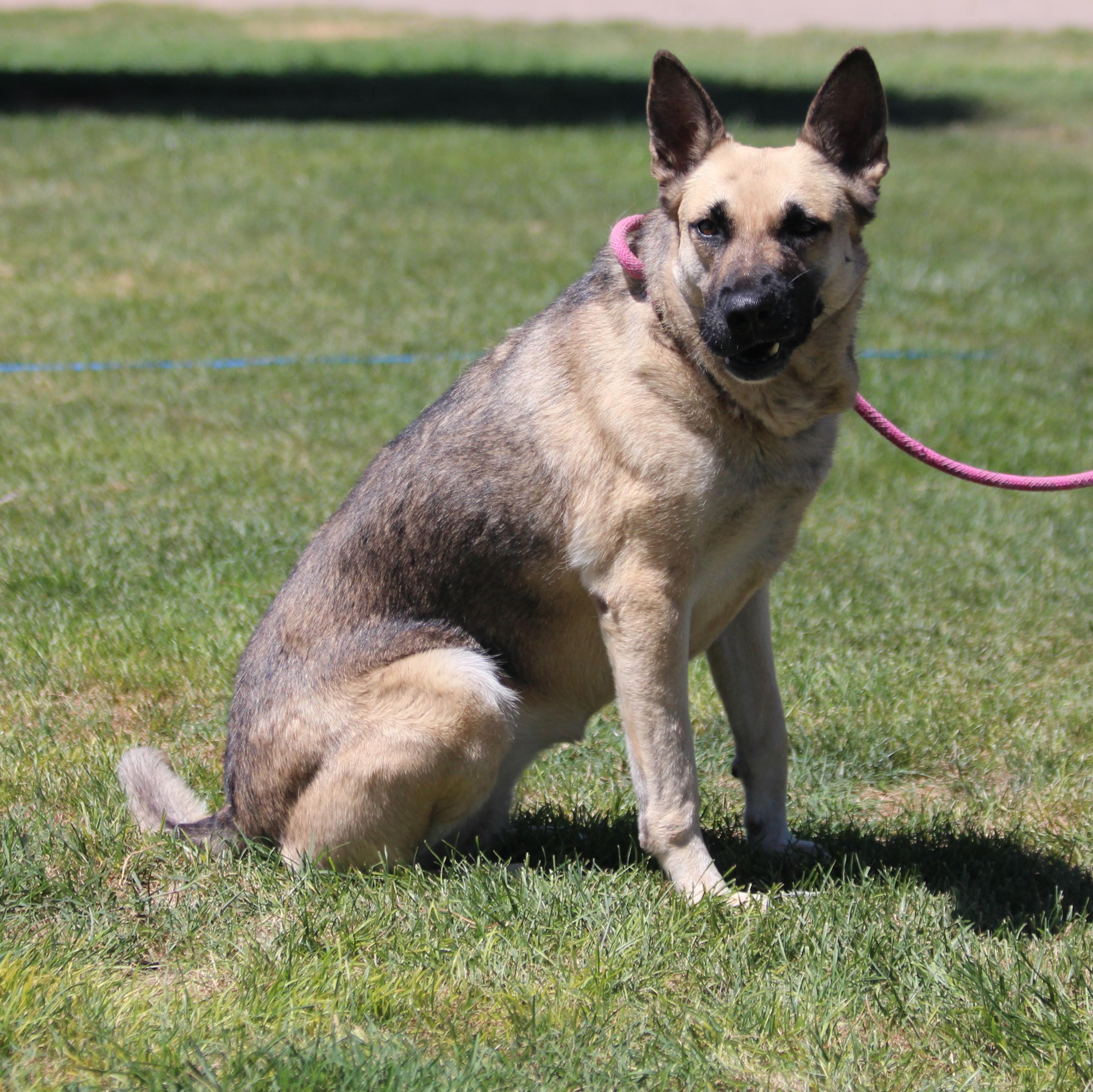 Castiel, an adoptable German Shepherd Dog in Pearce, AZ, 85625 | Photo Image 5