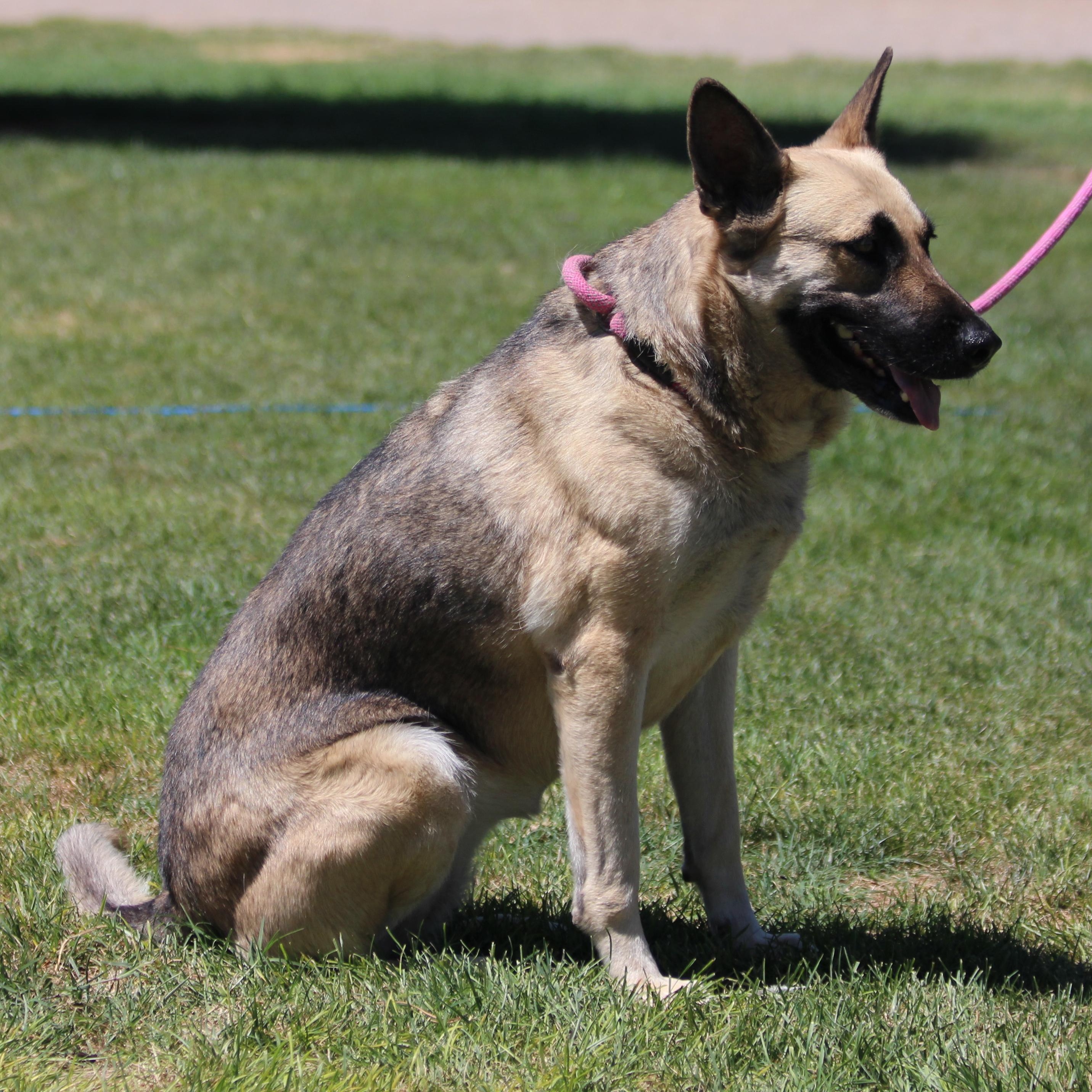 Castiel, an adoptable German Shepherd Dog in Pearce, AZ, 85625 | Photo Image 4