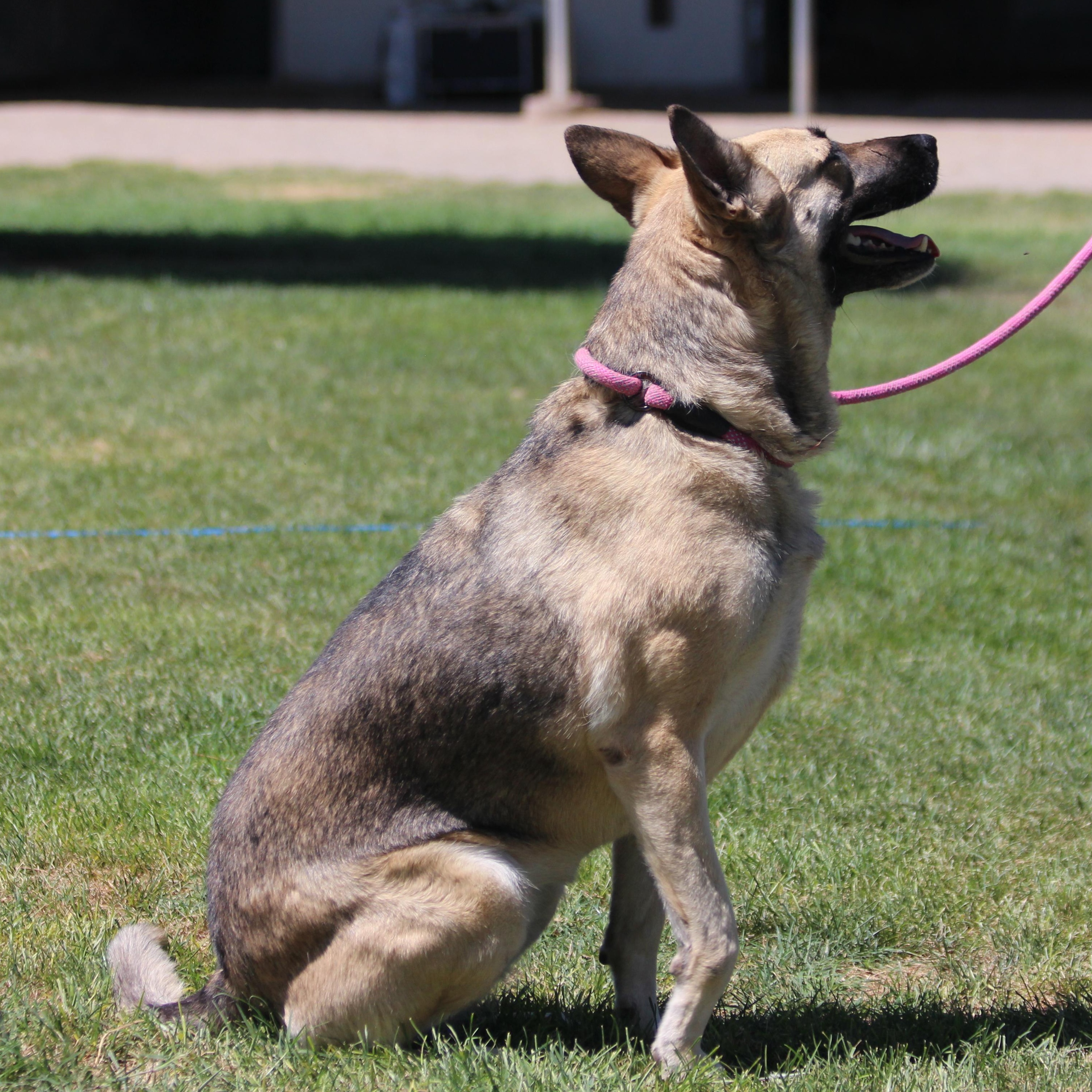 Castiel, an adoptable German Shepherd Dog in Pearce, AZ, 85625 | Photo Image 2