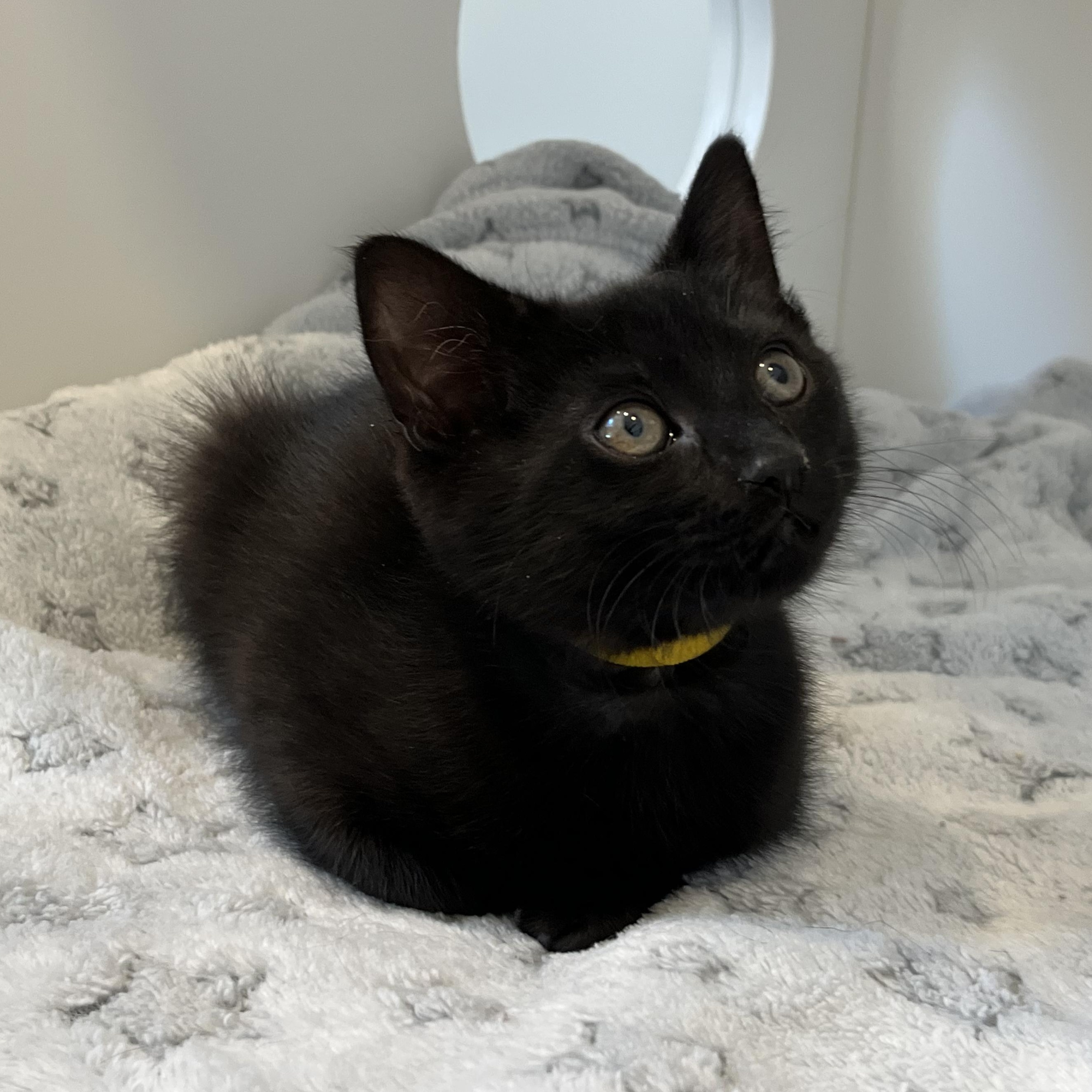 Enlarge Library, a ADOPTABLE American Shorthair in Hull, MA image 1/4