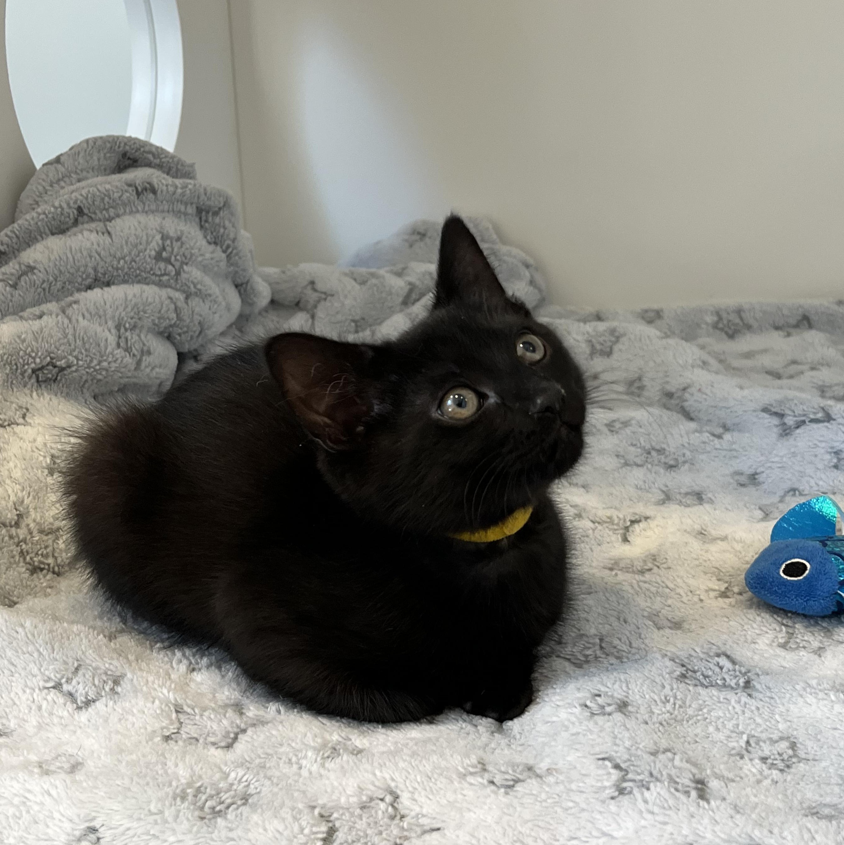 Enlarge Library, a ADOPTABLE American Shorthair in Hull, MA image 4/4