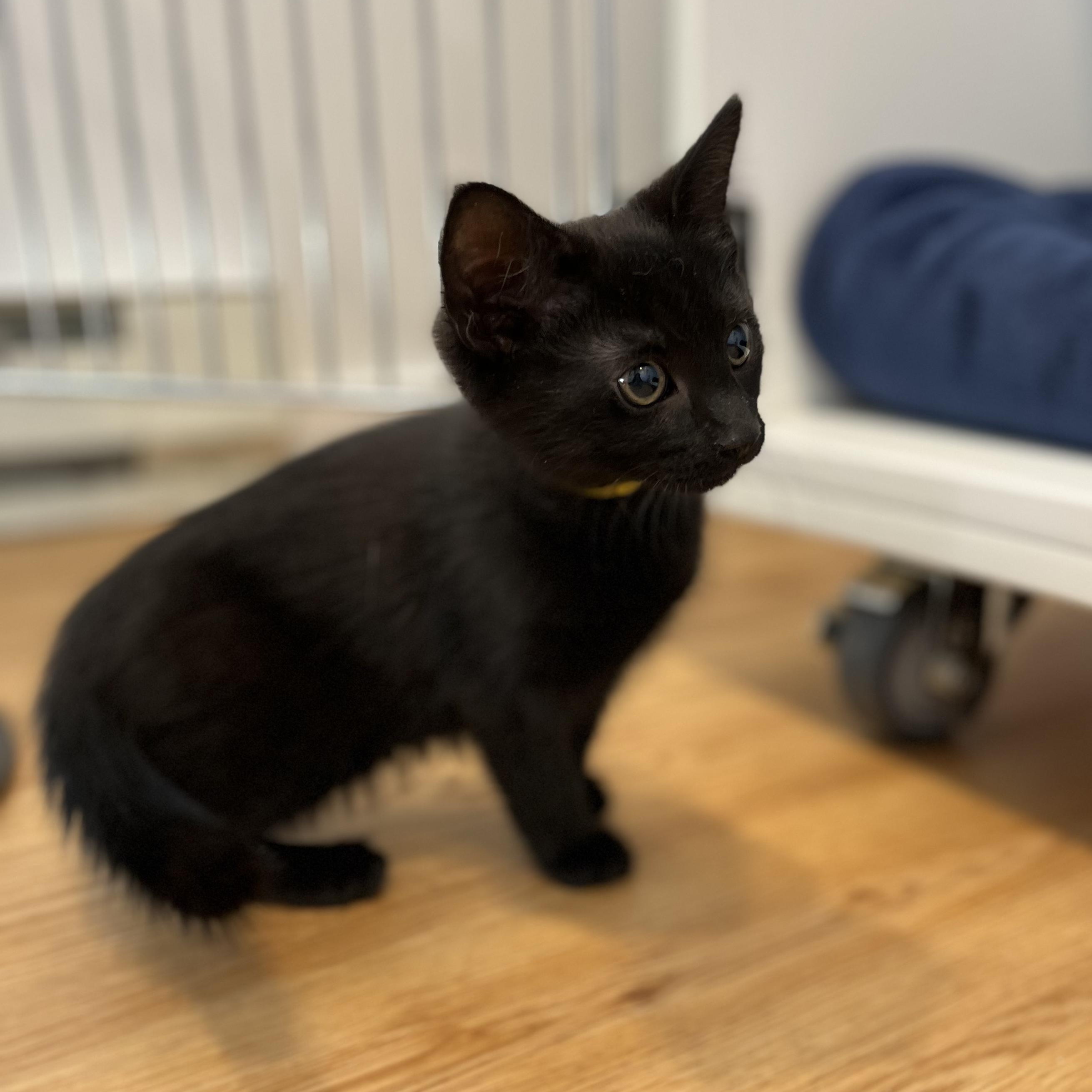 Enlarge Library, a ADOPTABLE American Shorthair in Hull, MA image 3/4