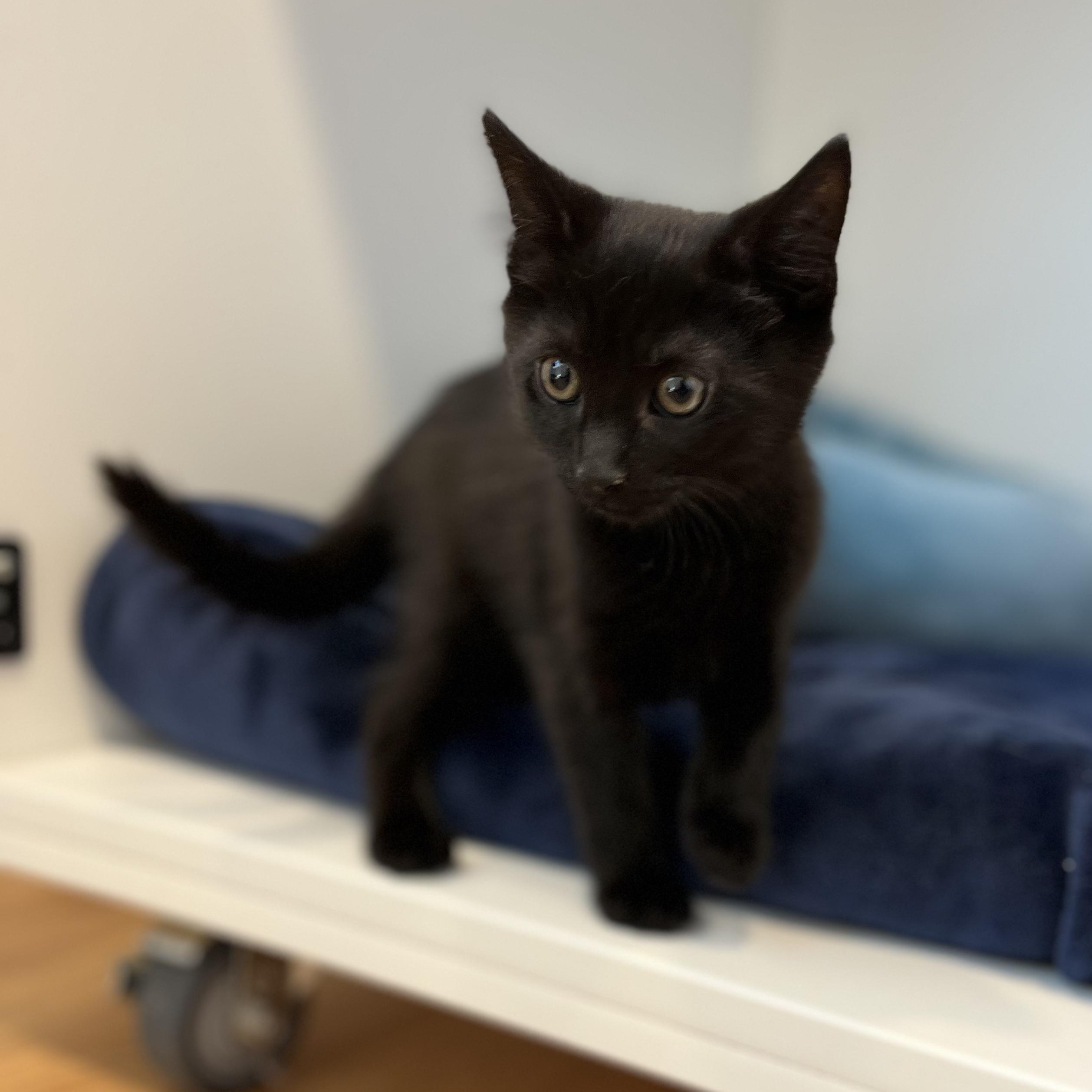 Enlarge Library, a ADOPTABLE American Shorthair in Hull, MA image 2/4