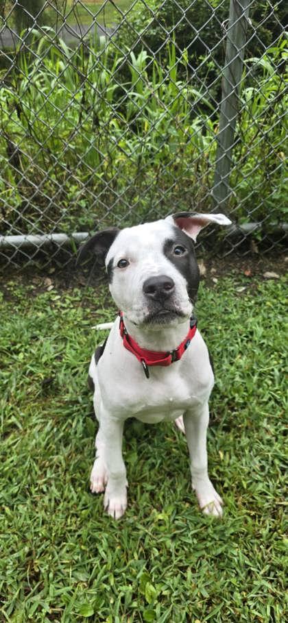 Enlarge Hearty, a Adoptable mixed breed in Huntingdon, PA image 1/1