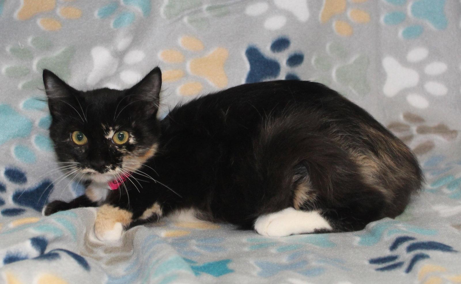 Chasty - 44278, Adoptable, Kitten Female Domestic Medium Hair.