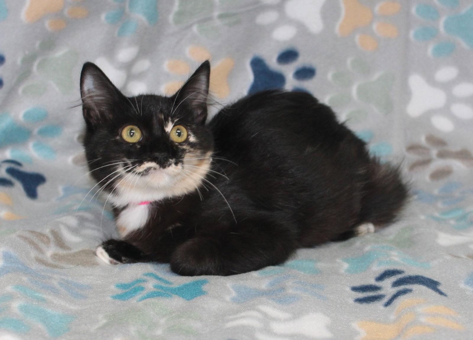 Enlarge Chasty - 44278, a Adoptable Domestic Medium Hair in Prattville, AL image 2/3
