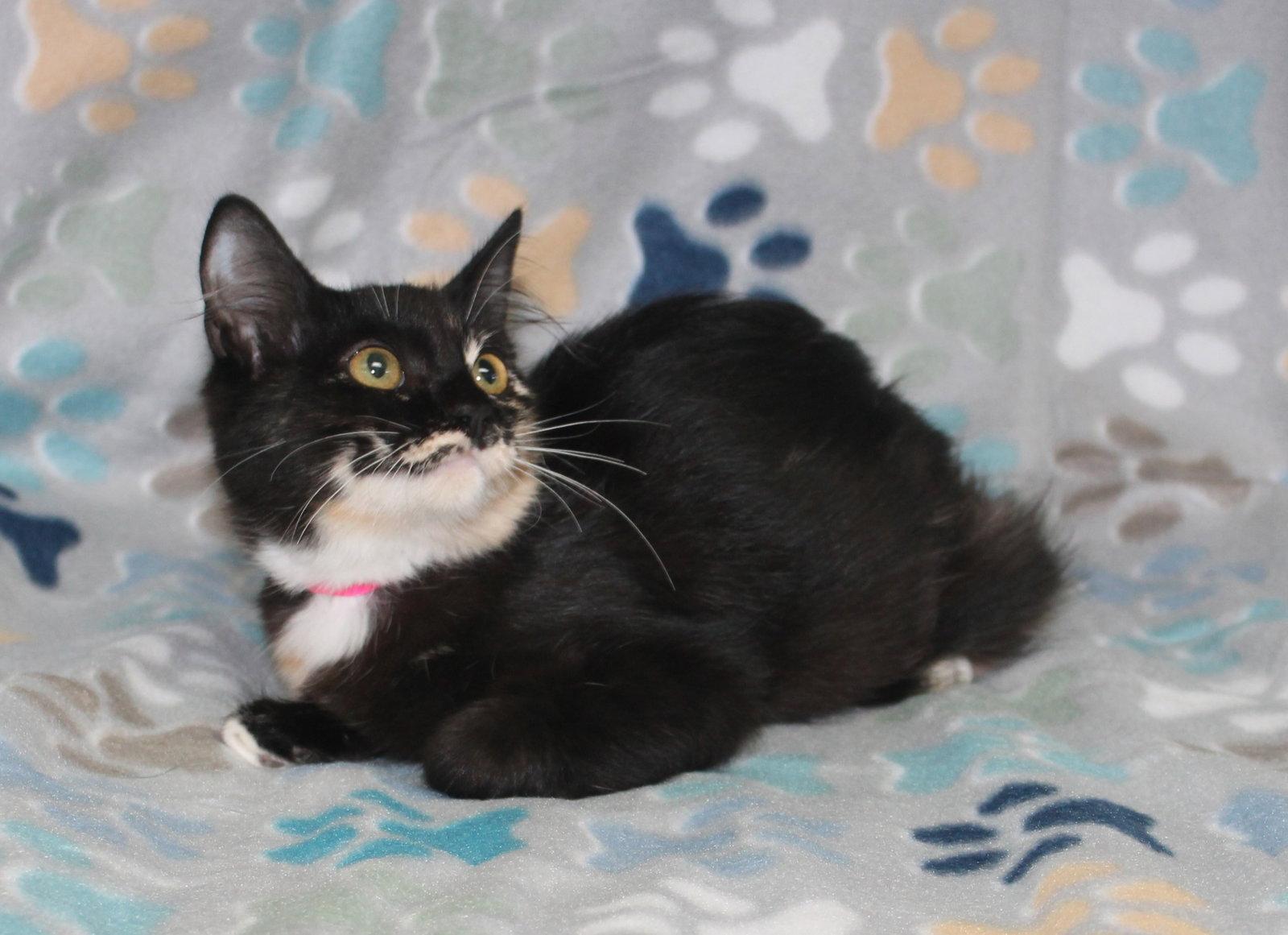 Enlarge Chasty - 44278, a Adoptable Domestic Medium Hair in Prattville, AL image 3/3
