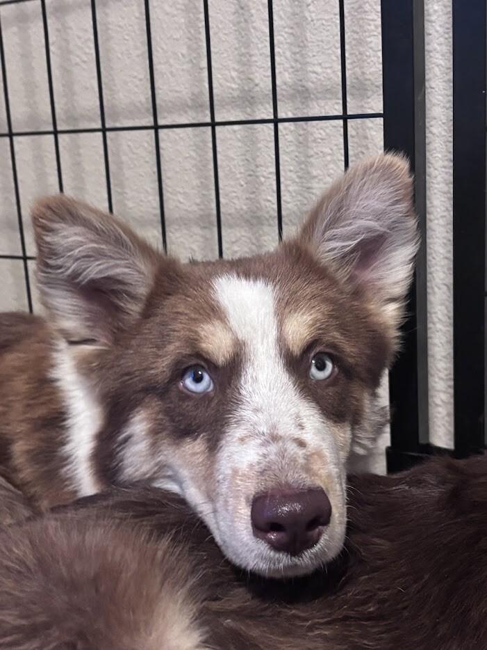 Enlarge Sterling, a Adoptable Husky in renton, WA image 1/4