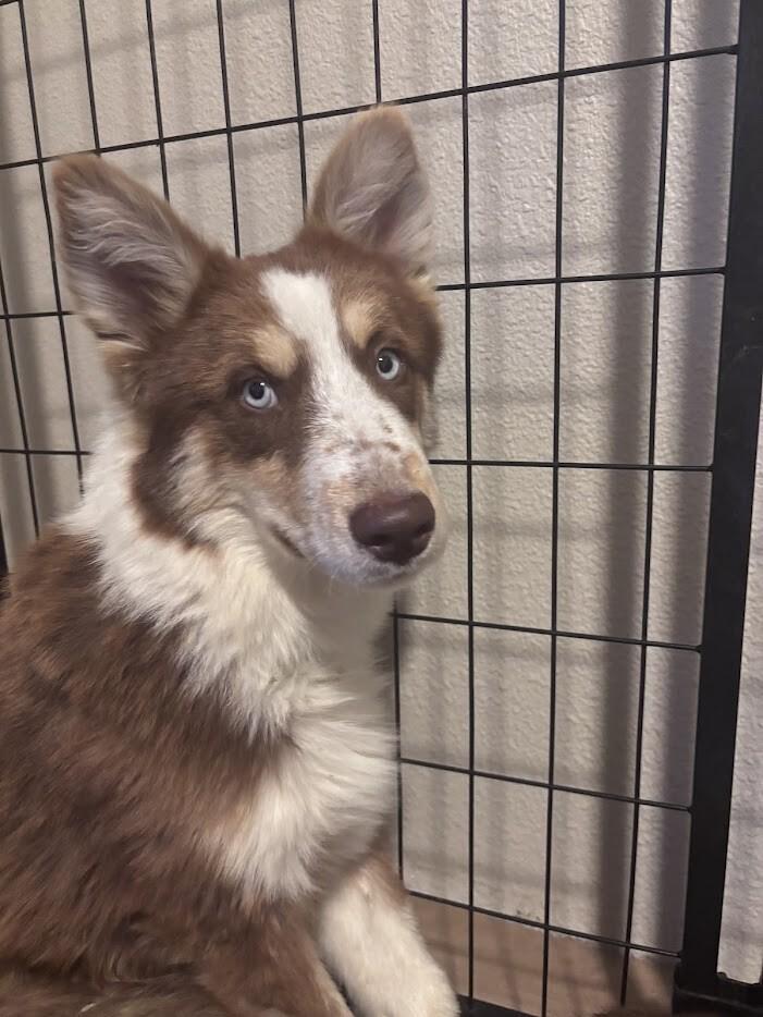Enlarge Sterling, a Adoptable Husky in renton, WA image 2/4