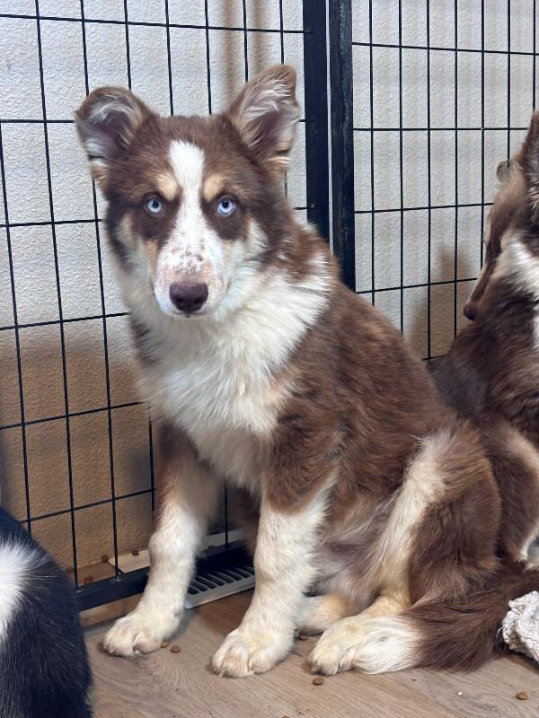 Enlarge Sterling, a Adoptable Husky in renton, WA image 4/4