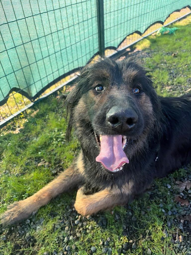 Enlarge Zuri, a Adoptable German Shepherd Dog in St. Helens, OR image 1/6