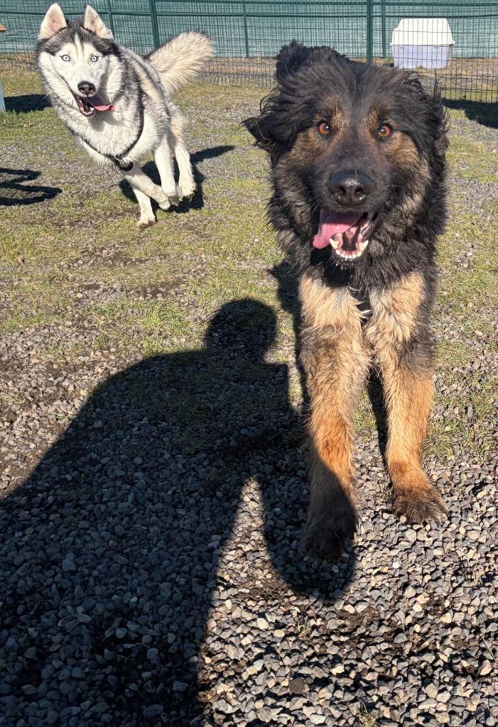 Enlarge Zuri, a Adoptable German Shepherd Dog in St. Helens, OR image 2/6