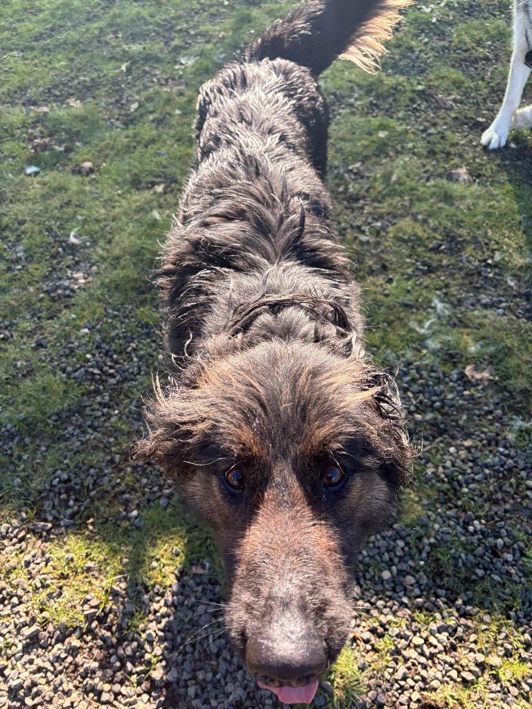 Enlarge Zuri, a Adoptable German Shepherd Dog in St. Helens, OR image 3/6