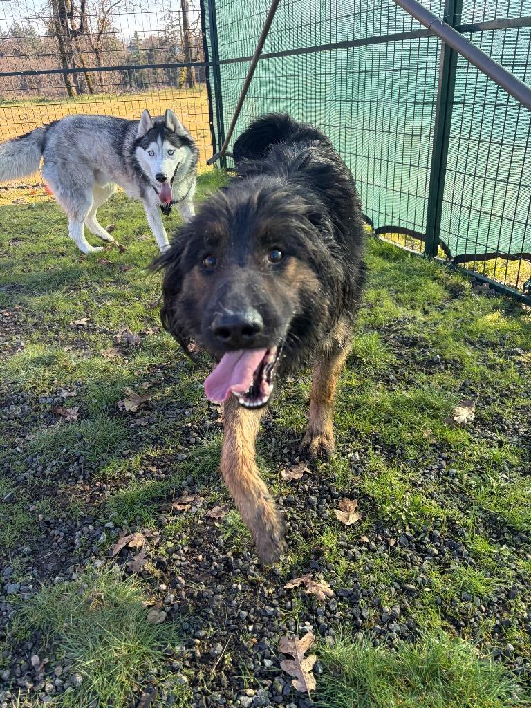 Enlarge Zuri, a Adoptable German Shepherd Dog in St. Helens, OR image 4/6