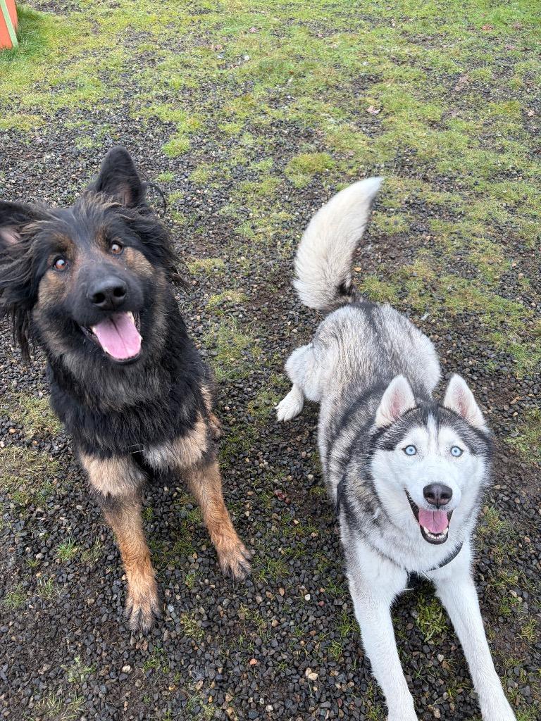 Enlarge Zuri, a Adoptable German Shepherd Dog in St. Helens, OR image 5/6