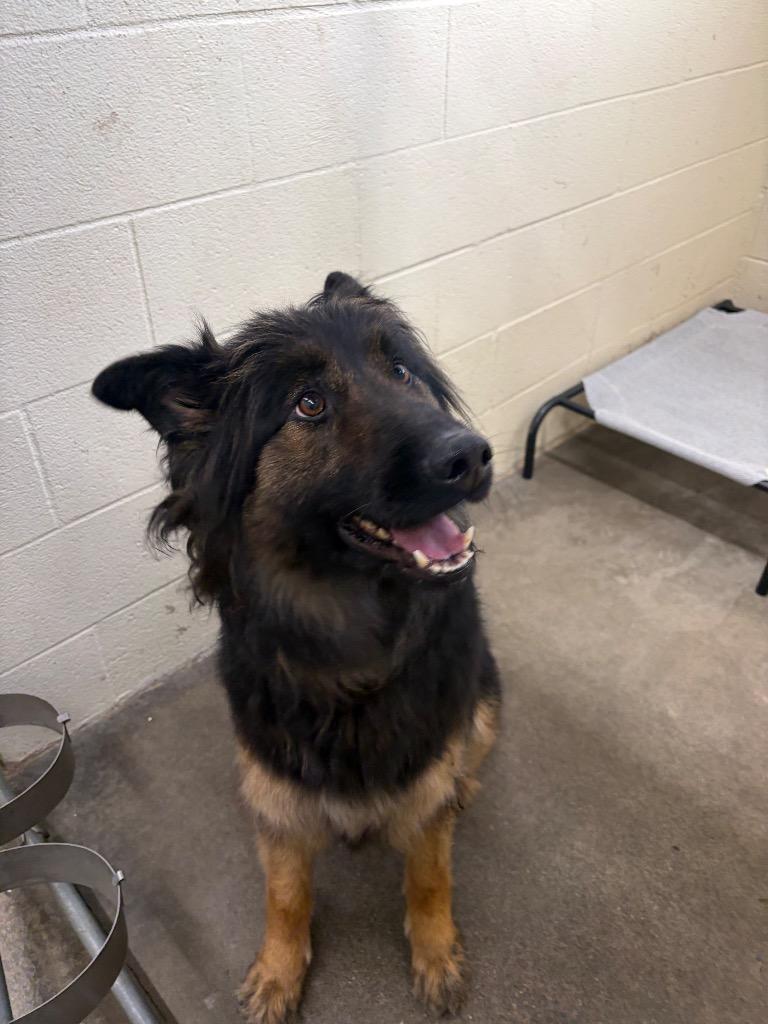 Enlarge Zuri, a Adoptable German Shepherd Dog in St. Helens, OR image 6/6