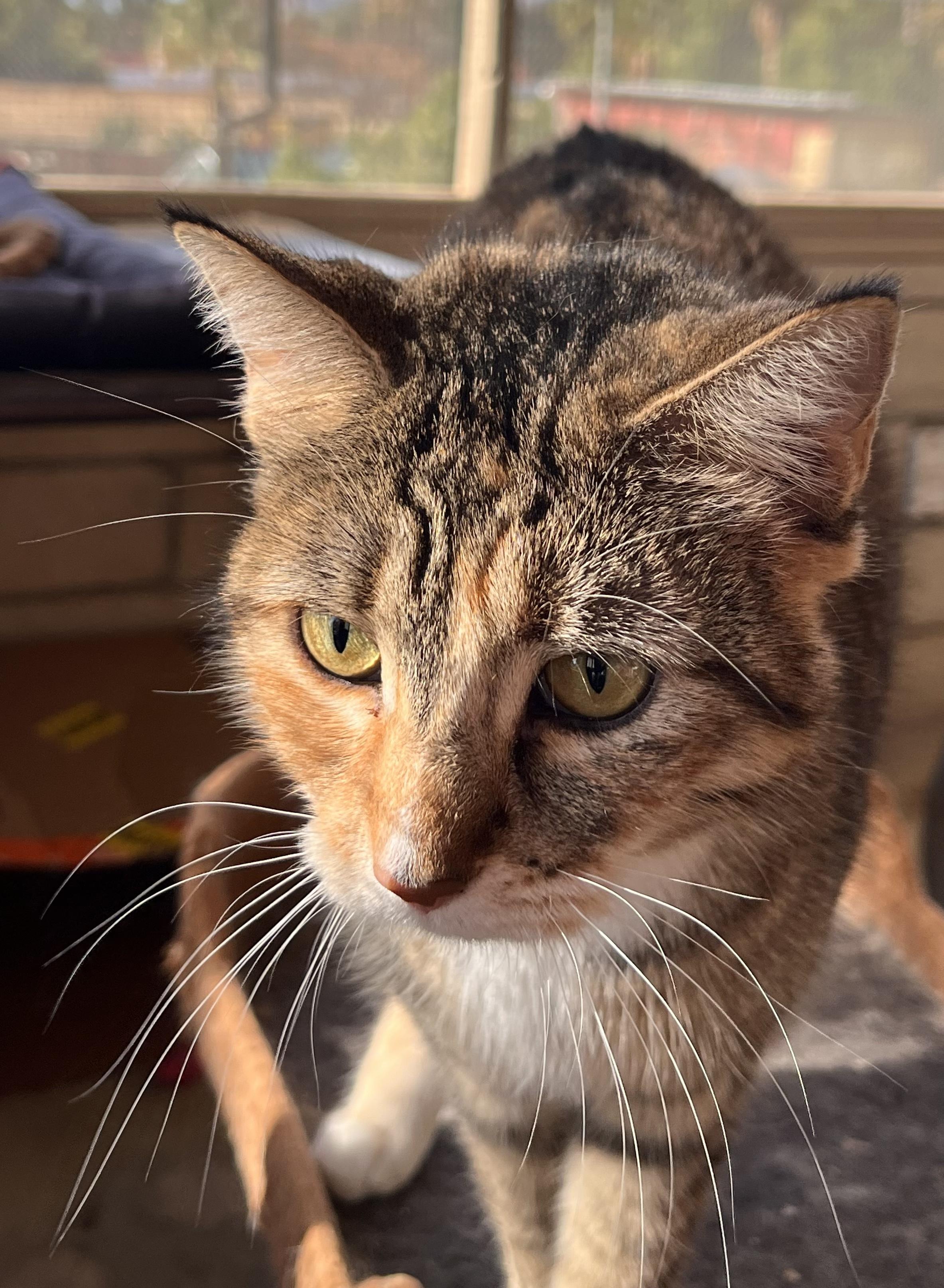 Enlarge Citrus, an adopted mixed breed in Moreno Valley, CA image 4/5