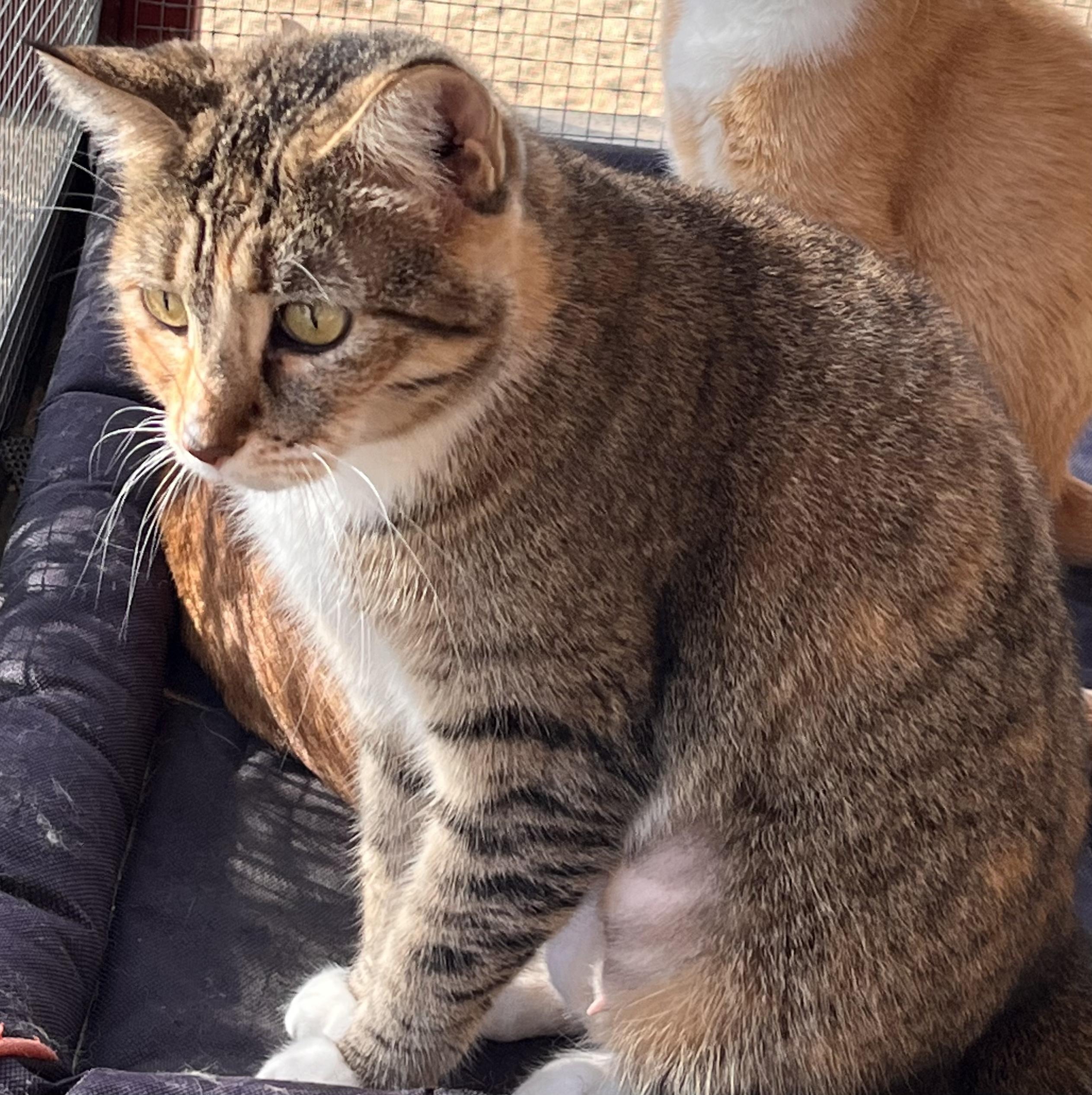 Enlarge Citrus, an adopted mixed breed in Moreno Valley, CA image 3/5