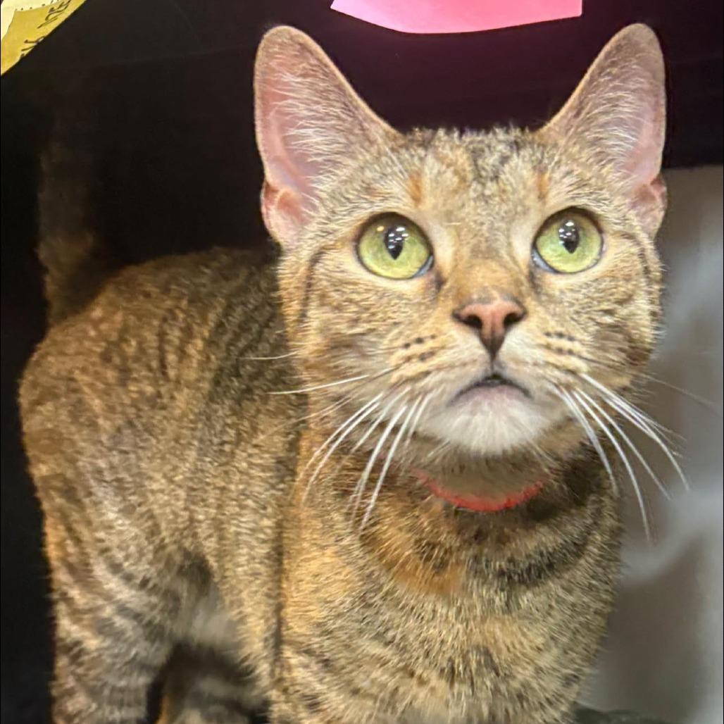 Ollie, a Adoptable Domestic Short Hair in Hamburg, NY image 1/4