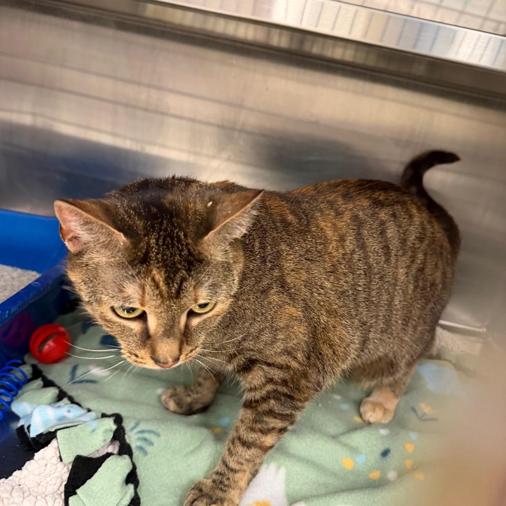 Ollie, a Adoptable Domestic Short Hair in Hamburg, NY image 2/4