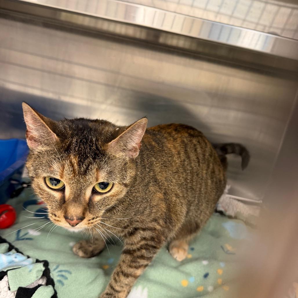 Ollie, a Adoptable Domestic Short Hair in Hamburg, NY image 3/4