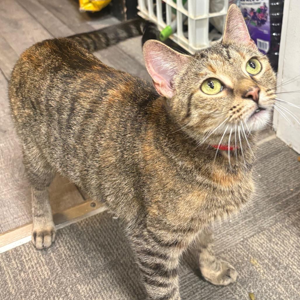 Ollie, a Adoptable Domestic Short Hair in Hamburg, NY image 4/4