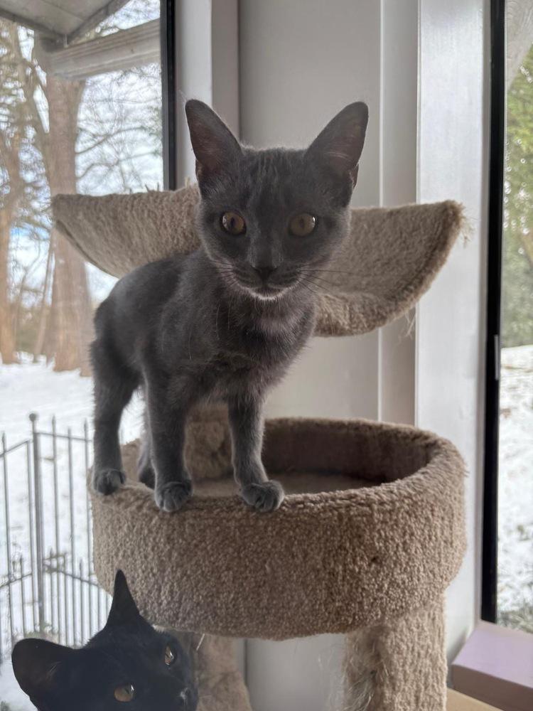 Liesel, Adoptable, Young Female Domestic Short Hair.