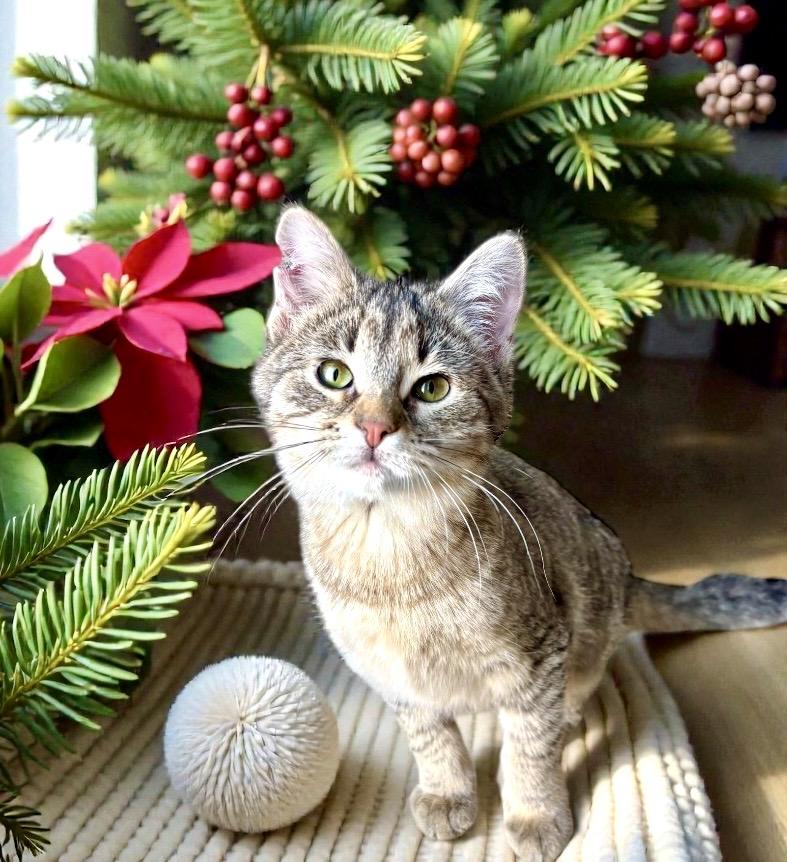 Enlarge Summer KITTEN, a ADOPTABLE Domestic Short Hair in Perry, IA image 2/4