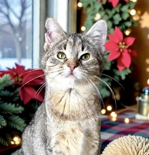 Summer KITTEN, ADOPTABLE, Young Female Domestic Short Hair.