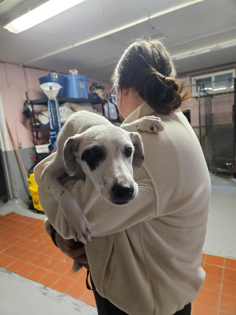 Spots, Adoptable, Puppy Male Jack Russell Terrier & Greyhound.