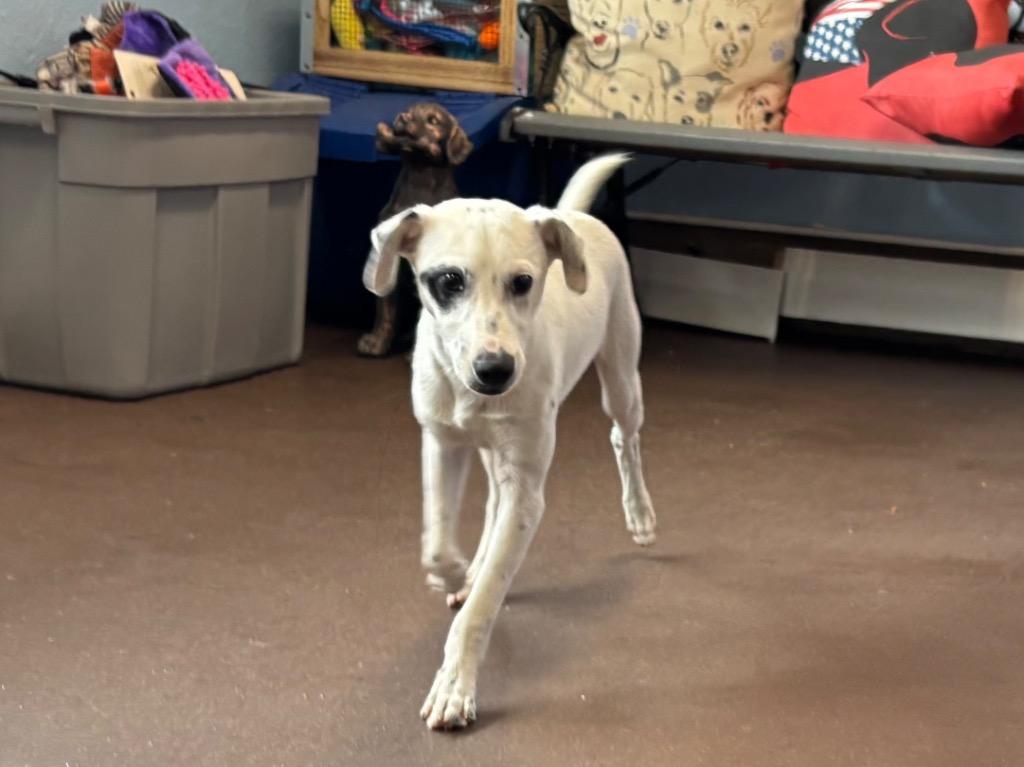 Spots, a Adoptable mixed breed in Port Jervis, NY image 2/4